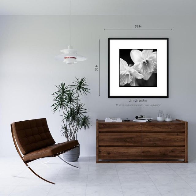 Contemporary Paul Cooklin, Daffodil I, Edition of 50 For Sale - Image 3 of 5