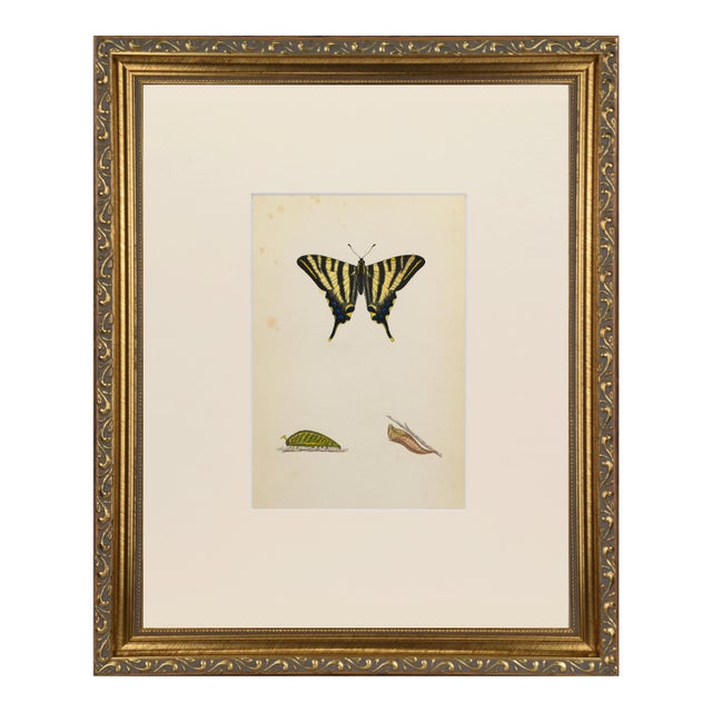 19th Century Antique Morris Butterfly Print Hand Colored Lithograph 1853 For Sale