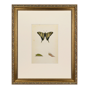 19th Century Antique Morris Butterfly Print Hand Colored Lithograph 1853
