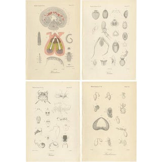 Antique Scientific Plates of Leeches, Worms, Spiders & Microscopic Anatomy, 1887, Set of 4 For Sale