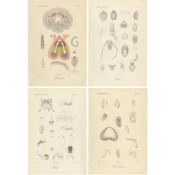 Antique Scientific Plates of Leeches, Worms, Spiders & Microscopic Anatomy, 1887, Set of 4 For Sale