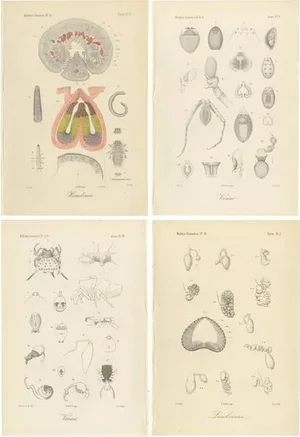 Antique Scientific Plates of Leeches, Worms, Spiders & Microscopic Anatomy, 1887, Set of 4