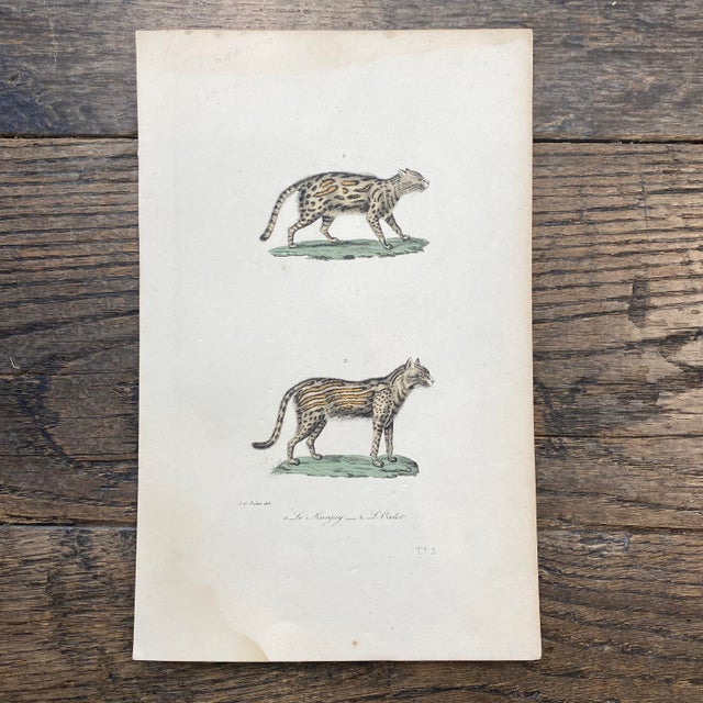 Super high quality in this lovely historical French 18th Century le margay "the margay" engraving! Signed J.G. Pretre del....