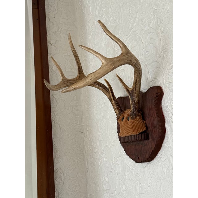 A set of eight-point whitetail deer antlers mounted on a carved wood shield plaque. The skull cap is covered in a tan...
