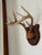 A set of eight-point whitetail deer antlers mounted on a carved wood shield plaque. The skull cap is covered in a tan...