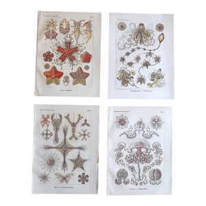 Authentic Antique 19th Century Ernst Haeckel Undersea Creature Lithographs - Set of 4