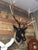 Large Wall-Mounted Stag Head Sculpture with Antler's in Bronze For Sale - Image 6 of 7