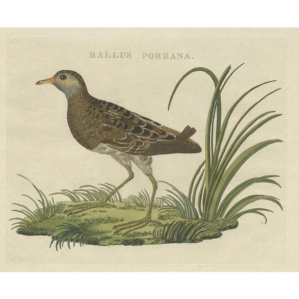 Antique print titled ‘rallus porzana'. This print depicts the spotted crake (dutch: kleine waterhoen). The spotted crake...