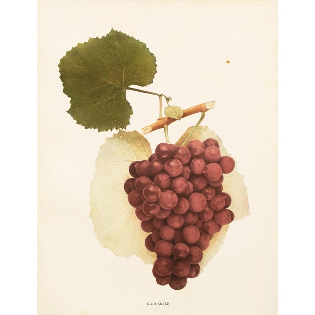 A magnificent original antique photogravure (print) of Rochester Grapes by Ulysses Prentiss Hedrick (1870-1951). Superb...