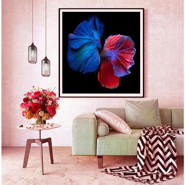 Photograph of a 2 male Betta fish swimming on black.