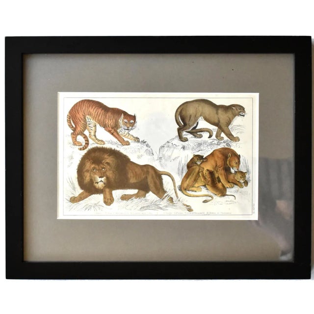 Mid 19th Century Antique Goldsmith Lion, Lioness, Tiger, and Puma Framed Engraving For Sale - Image 5 of 5