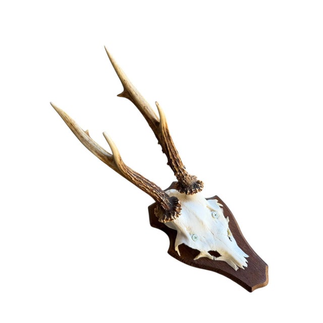 1900 - 1909 Roe Deer Trophy 37 Black Forest Antlers Mount For Sale - Image 5 of 6