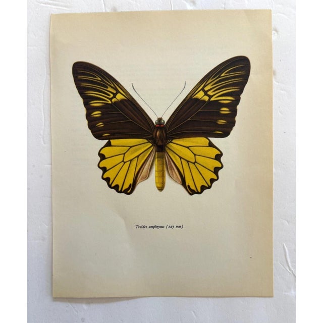 Up for sale is this gorgeous lithograph by F. Prochazka, published in Great Britain in 1965. It is in excellent, gently-...