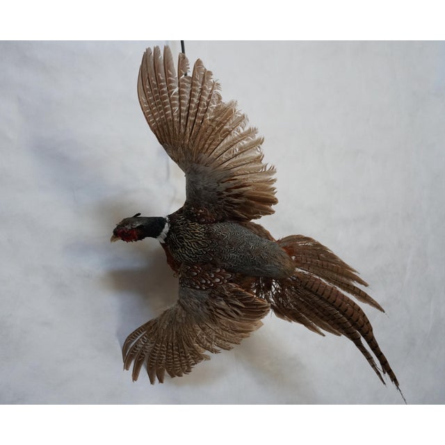 Taxidermy Flying Pheasant For Sale - Image 14 of 15