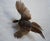 Taxidermy Flying Pheasant For Sale - Image 14 of 15