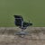 Herman Miller Eames Soft Pad Management Chair for Herman Miller For Sale - Image 4 of 18