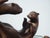 Vintage Bronze Balancing Swimming Otters Statue ~ Sculpture For Sale - Image 11 of 15