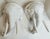 Striking pair of Italian ceramic elephant wall brackets featuring sculptural elephant heads with long tusks and curled...