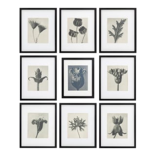 Karl Bossfeldt Urformen Der Kunst Photogravures, 9 For Sale