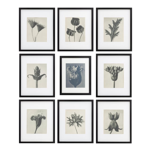 Karl Bossfeldt Urformen Der Kunst Photogravures, 9 For Sale