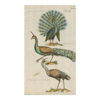 Antique Natural History Hand-Colored Engraving – Peacocks-1750's For Sale