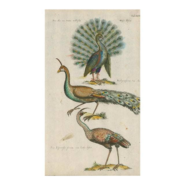 Antique Natural History Hand-Colored Engraving – Peacocks-1750's For Sale