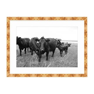 21st Century Oklahoma Ranch Photo in Burl Wood Frame With Cows and Pasture For Sale