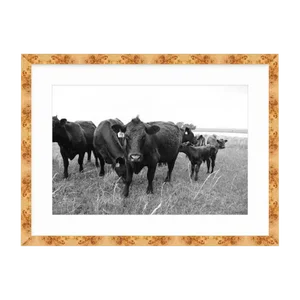 21st Century Oklahoma Ranch Photo in Burl Wood Frame With Cows and Pasture
