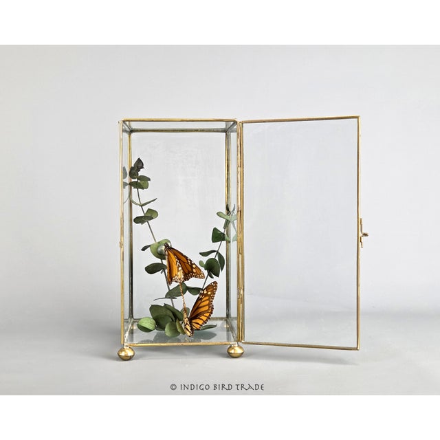 Mid 20th Century Vintage Centerpiece Real Monarch Butterflies Taxidermy in the Glass Curio Cabinet Case For Sale - Image 5 of 8
