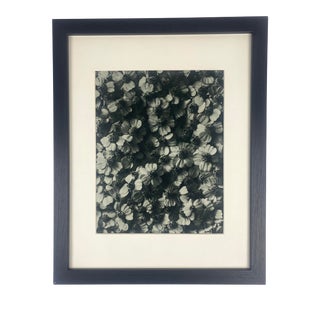 Framed Antique Botanical Blossfeldt Print - No. 114 For Sale