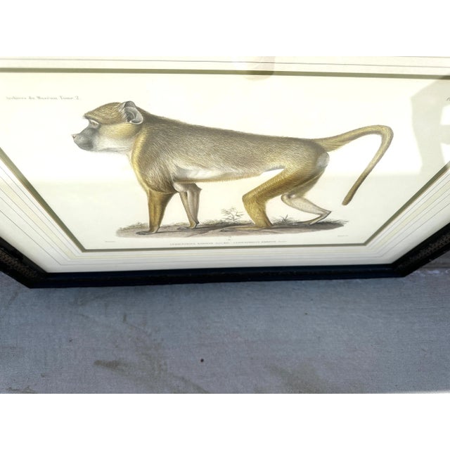 Soicher Marin Pair of Monkey Prints For Sale - Image 11 of 12