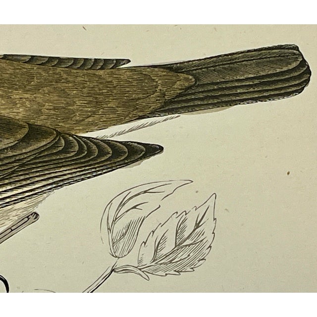 Plastic Antique Hand Tinted Bird Print From England Featuring a Brown & Tan Garden Warbler - Circa 1888 For Sale - Image 7 of 11