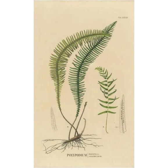 Carolo Ludovico Blume, Ferns of Java, Polypodium, 1829, Lithograph For Sale