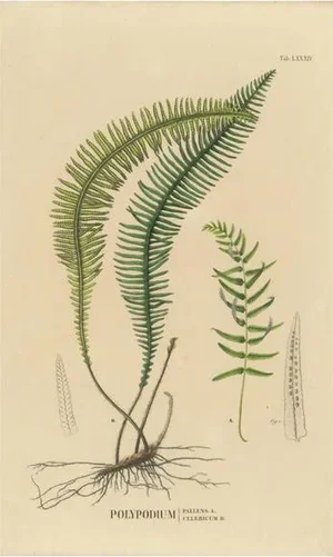 Carolo Ludovico Blume, Ferns of Java, Polypodium, 1829, Lithograph