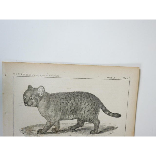 Traditional Mid 19th Century Us Pacifc Railroad Wild Cats Lithograph Book Plate For Sale - Image 3 of 4
