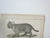 Traditional Mid 19th Century Us Pacifc Railroad Wild Cats Lithograph Book Plate For Sale - Image 3 of 4