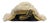 Weimar Prussian Officers Bicorn Hat For Sale