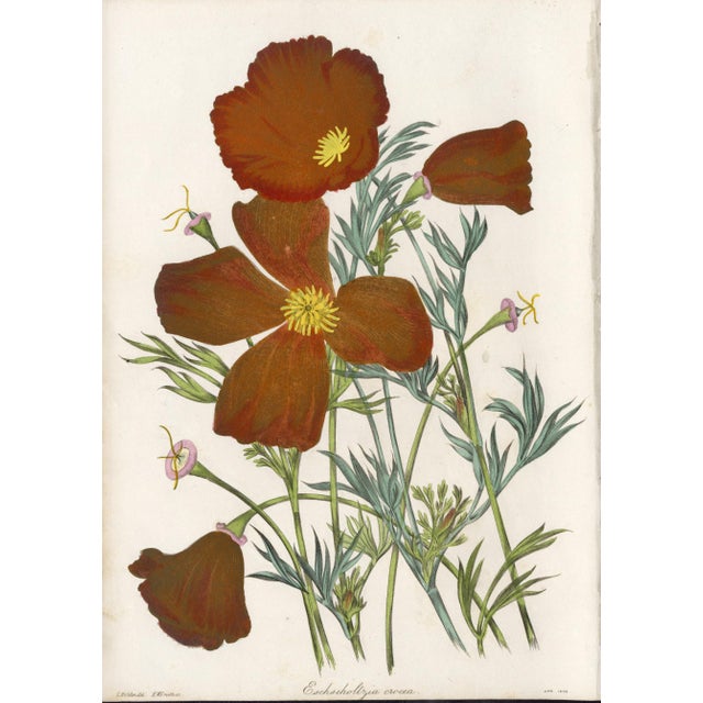 Collection of Sixteen Hand-Colored Botanical Prints by Sir Joseph Paxton, England, Circa 1850 For Sale - Image 12 of 17