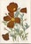 Collection of Sixteen Hand-Colored Botanical Prints by Sir Joseph Paxton, England, Circa 1850 For Sale - Image 12 of 17