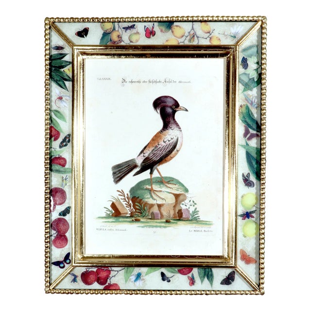 Johann Seligmann Bird Print of Le Merle Rofette, Tab Xxxix, After George Edwards For Sale