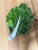 Pair of exciting Cabbage Leaf Dishes with great detail and very strong presence. Reminiscent of traditional Portuguese...