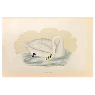Alexander Francis Lydon, Polish Swan, Woodcut Print, 1870 For Sale