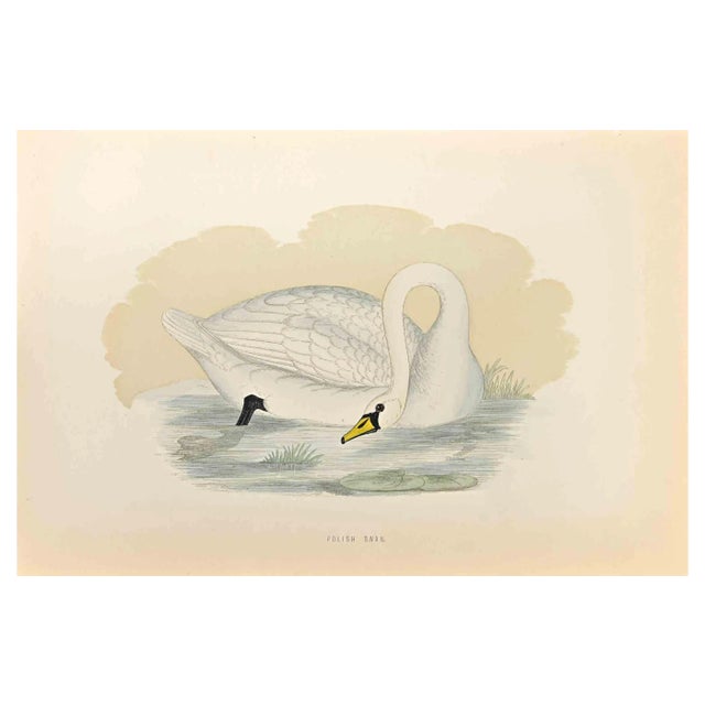 Alexander Francis Lydon, Polish Swan, Woodcut Print, 1870 For Sale