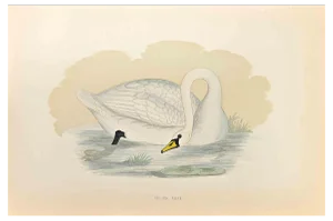 Alexander Francis Lydon, Polish Swan, Woodcut Print, 1870