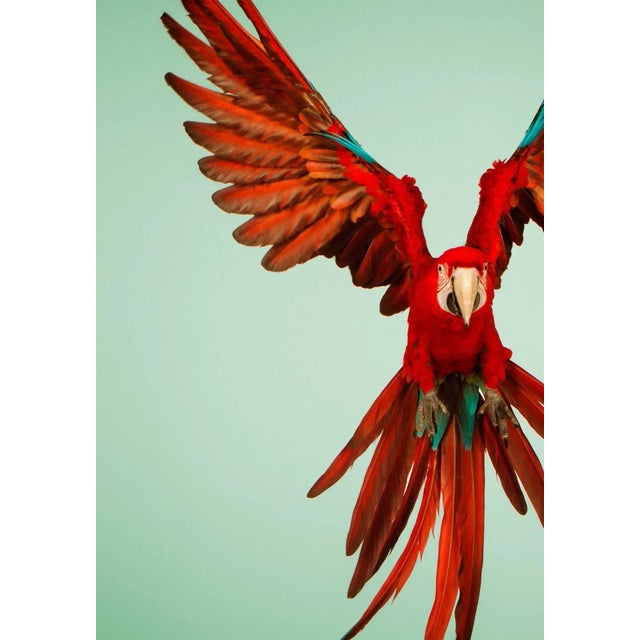 Early 21st Century Tim Platt, Macaw #6, Limited Edition Fine Art Print, 2013 For Sale - Image 5 of 6