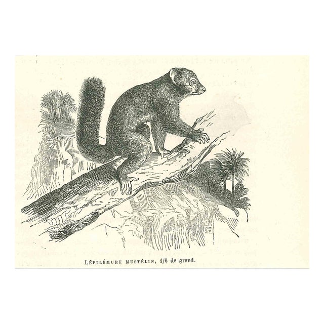Paul Gervais, Lépilémur Mustélin, 1854, Lithograph For Sale
