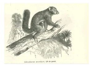 Paul Gervais, Lépilémur Mustélin, 1854, Lithograph