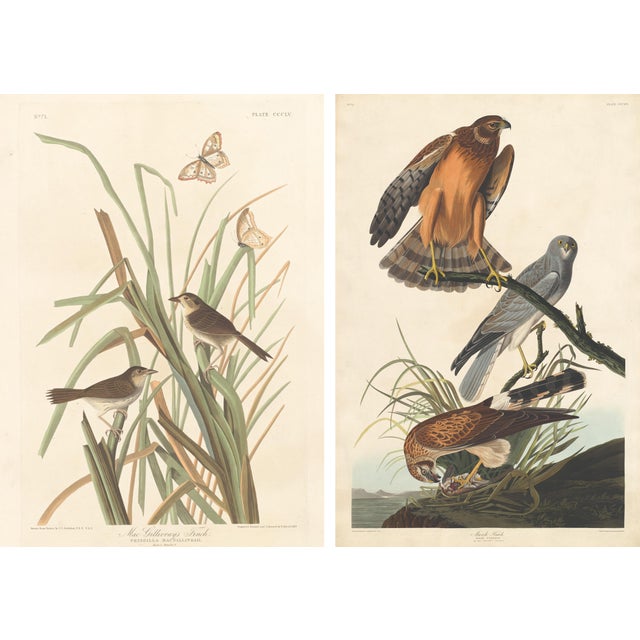 Collection of 4 Vintage 1966 John James Audubon Bird Reproduction Prints 8.5" X 12.75" For Sale - Image 16 of 17