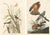Collection of 4 Vintage 1966 John James Audubon Bird Reproduction Prints 8.5" X 12.75" For Sale - Image 16 of 17