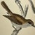 Antique Hand Tinted Bird Print From England Featuring a Pair of Red-Backed Shrikes - Circa 1880 For Sale In Dallas - Image 6 of 12